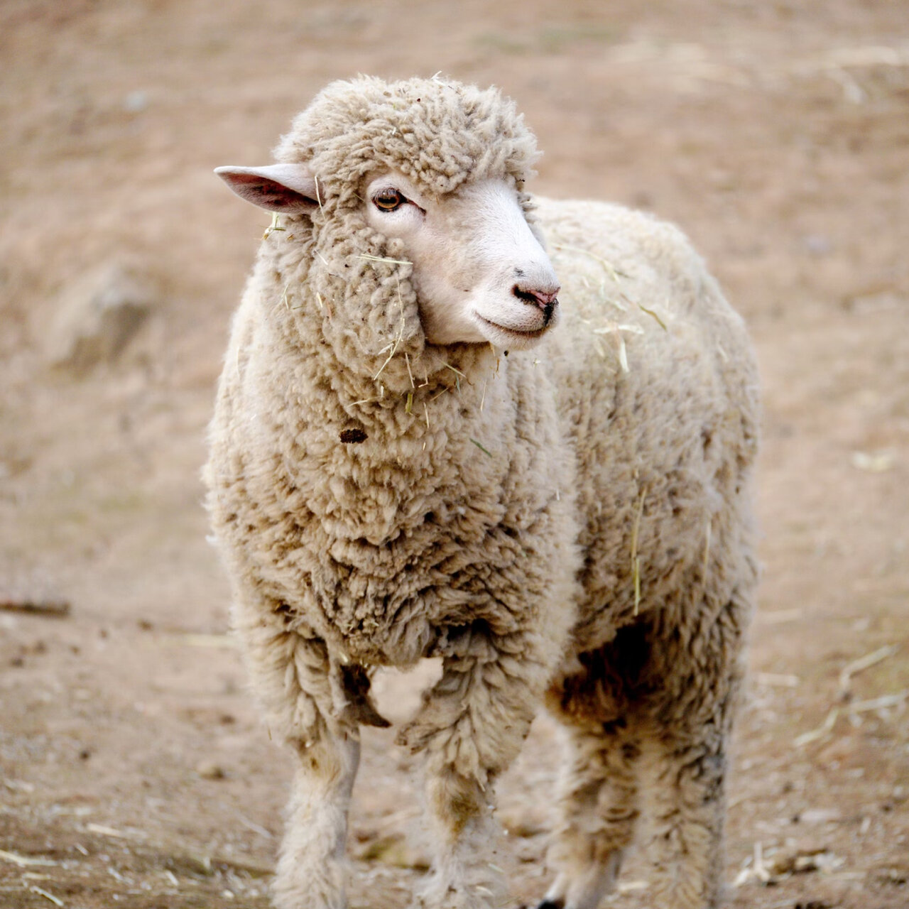 Wollig zottelige Schafwolle bedeckt einen wei&szlig;en Schafk&ouml;rper, der auf einem trockenen, erdigen Untergrund steht und leicht zur Seite blickt. Das Schaf hat ein markantes Gesicht mit einem sanften Ausdruck und rosa Ohren.