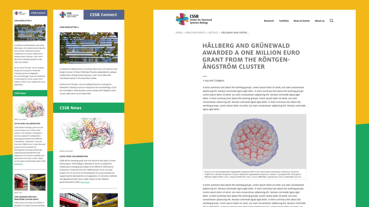 Grafische Darstellung einer zellul&auml;ren Struktur in kreisf&ouml;rmiger Anordnung, die auf einem gelb-gr&uuml;n-wei&szlig;en Hintergrund des CSSB-Projektwebsites pr&auml;sentiert wird.