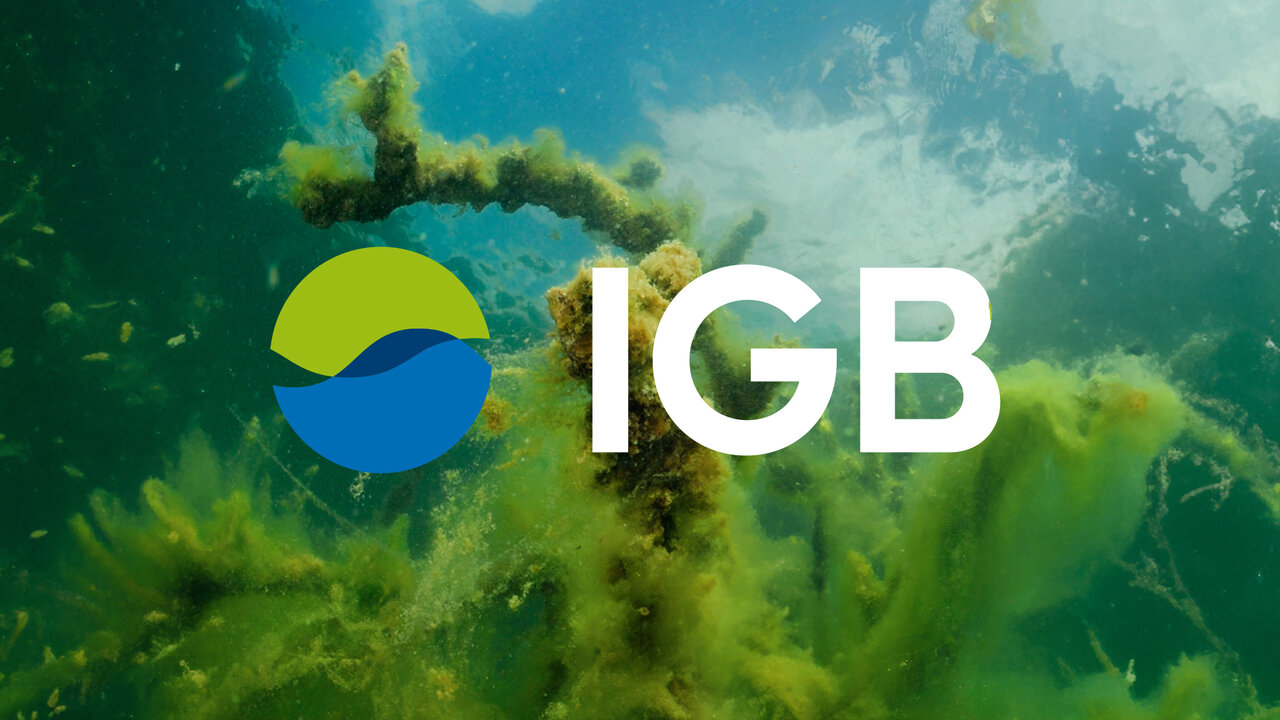 IGB-Logo in Blau und Gr&uuml;n vor einem verschwommenen Hintergrund mit gr&uuml;n-blauen Wasserfarben-artigen Strukturen, die an Wasserlandschaften oder Gew&auml;sser&ouml;kologie erinnern.