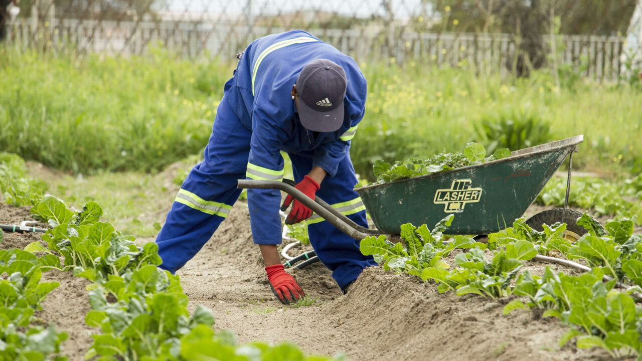 Landarbeiter in blauer Schutzkleidung und M&uuml;tze bei der Gartenarbeit, geb&uuml;ckt und mit einer Grabegabel in einem Beet mit jungen Pflanzen, neben einer gr&uuml;nen Schubkarre.