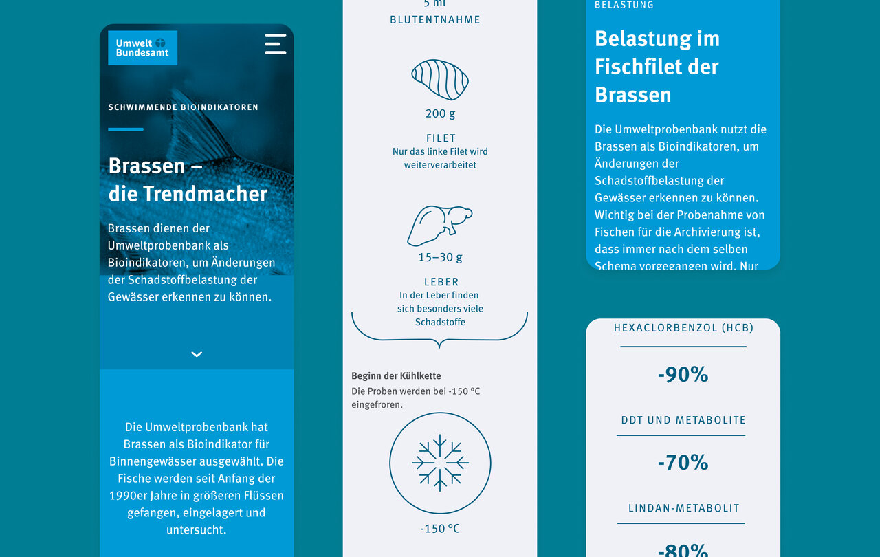 Drei nebeneinander angeordnete Informationskarten mit Grafiken und Texten &uuml;ber Belastungen im Fischleben der Brassen, inklusive Temperatur- und Stoffwechsel-Statistiken in Blau- und Wei&szlig;t&ouml;nen.