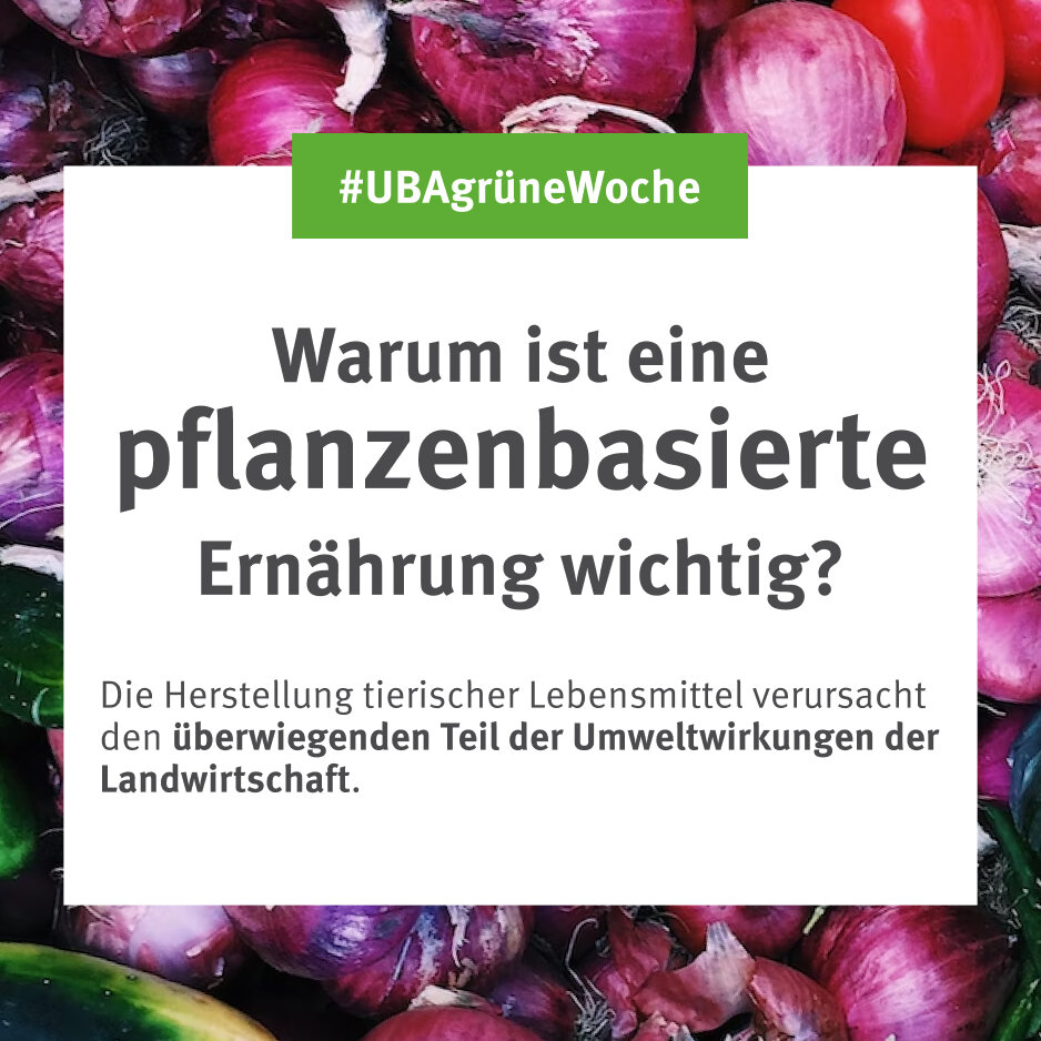 Frische rote und violette Zwiebeln als Hintergrund f&uuml;r eine Informationsgrafik &uuml;ber pflanzenbasierte Ern&auml;hrung. Der Text erkl&auml;rt, dass die Herstellung tierischer Lebensmittel den Gro&szlig;teil der Umweltauswirkungen der Landwirtschaft verursacht.