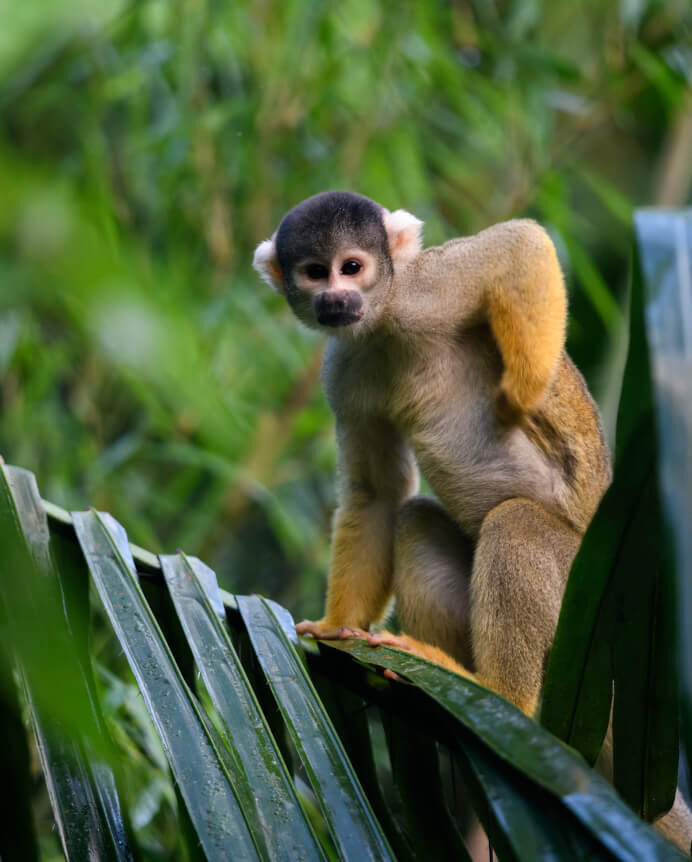 Kleiner Totenkopf&auml;ffchen mit gelblich-braunem Fell sitzt auf einem gr&uuml;nen Palmwedel. Der Affe blickt seitlich zur Kamera, vor einem unscharfen, gr&uuml;nen Bl&auml;tterhintergrund. Typischer Vertreter seiner Art in einer nat&uuml;rlichen Waldumgebung.