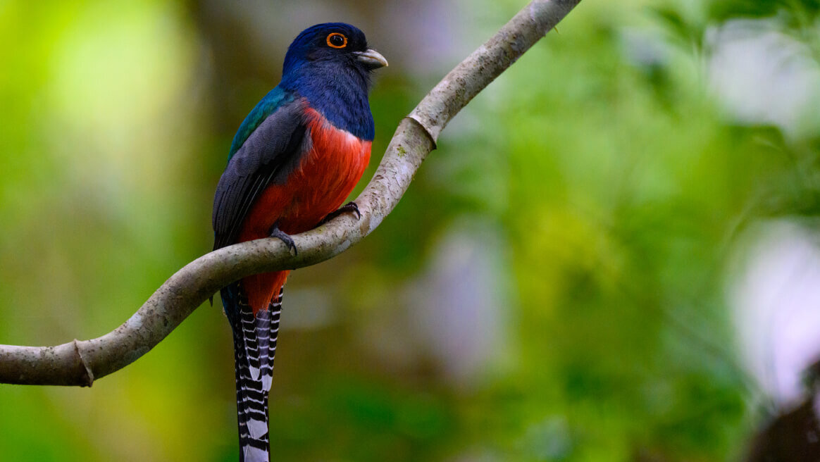 Blauer und roter Trogon mit gestreiftem Schwanz sitzt auf einem Ast vor unscharfem gr&uuml;nem Hintergrund. Der Vogel hat ein intensives Blau an Kopf und Brust sowie ein leuchtend rotes Gefieder am Bauch. Seine aufrechte Haltung und das glatte Gefieder vermitteln Eleganz und Ruhe.