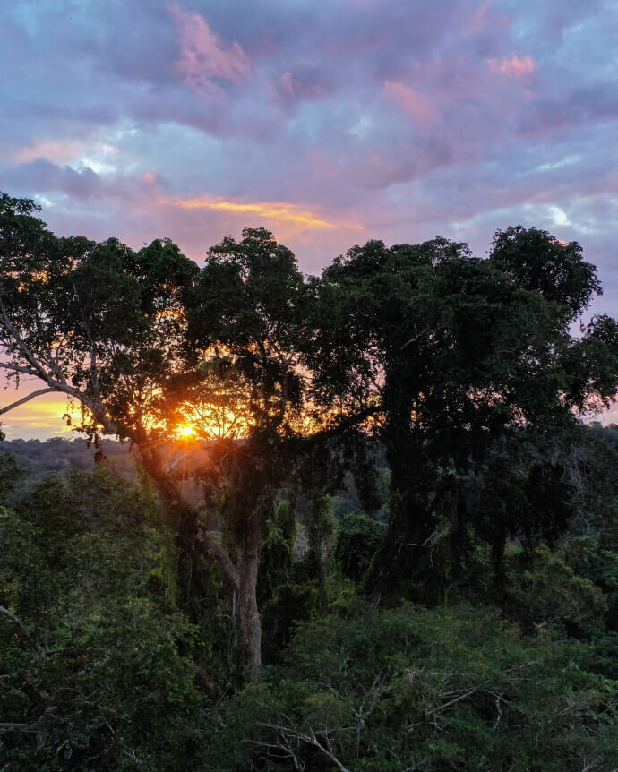 Sonnenuntergang durchbricht die B&auml;ume eines dichten, gr&uuml;nen Waldes. Warmes goldenes Licht strahlt zwischen den &Auml;sten hindurch, w&auml;hrend rosa und blaue Wolken den Himmel f&auml;rben. Die Szene atmet Ruhe und nat&uuml;rliche Sch&ouml;nheit.