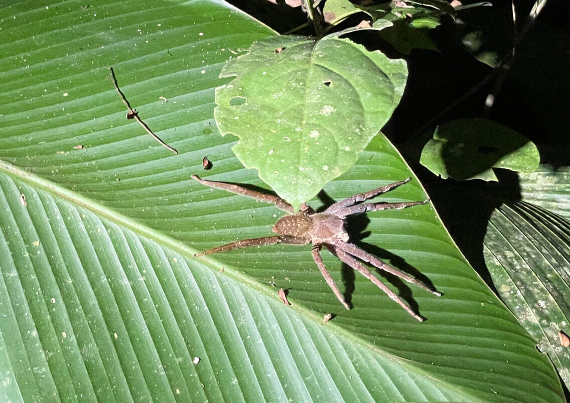 Gro&szlig;e braune Spinne auf einem gr&uuml;nen Blatt. Die Spinne sitzt ruhig und camoufliert vor dem strukturierten Hintergrund der Blattadern. Sonnenlicht wirft Schatten und hebt die Details des Spinnenk&ouml;rpers und des Blattes hervor.