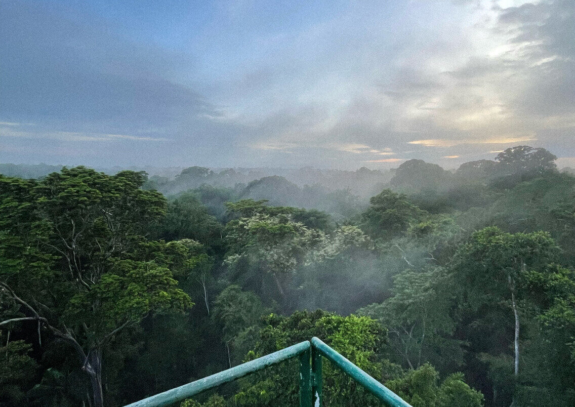 &Uuml;ppiger Regenwald mit dichten, gr&uuml;nen Baumkronen, die sich im Morgennebel erstrecken. Blick von einer blauen Terrasse oder Aussichtsplattform, die die mystische Atmosph&auml;re der tropischen Landschaft unterstreicht.