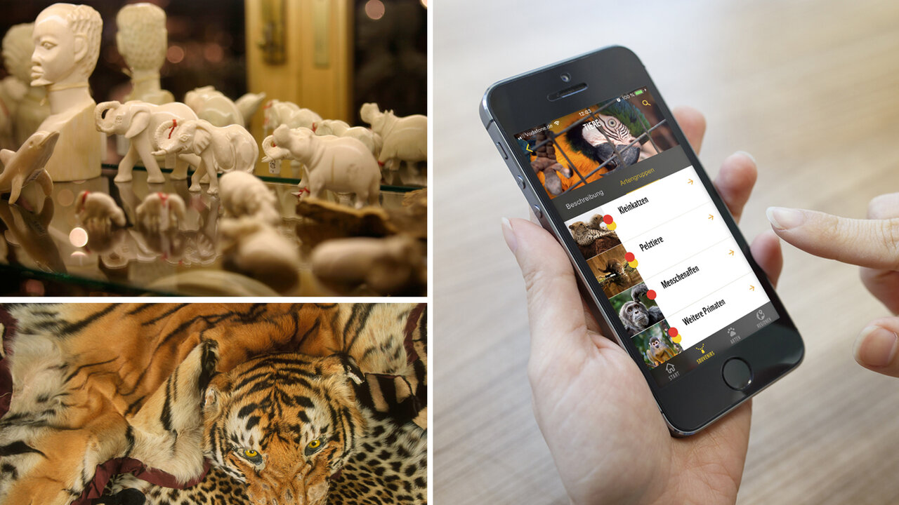 Sammlung von Tierfiguren und einem Smartphone mit einer ge&ouml;ffneten WWF-Reise-Souvenir-App, die Informationen &uuml;ber den Kauf von Souvenirs auf Reisen zeigt.